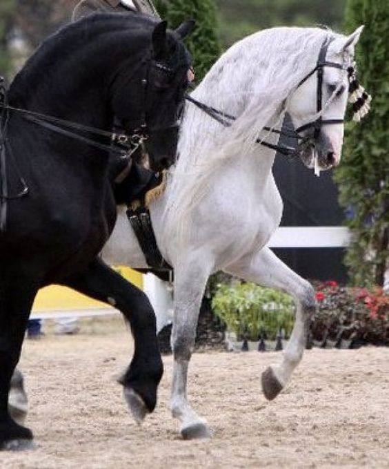 Grey Andalusian Horse For Sale